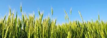 Comercializadora Agropecuaria del Noroeste